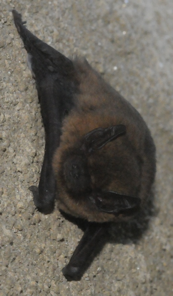 Pipistrello albolimbato - Pipistrellus kuhlii